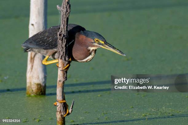 green heron perched on a tree branch - アメリカササゴイ ストックフォトと画像