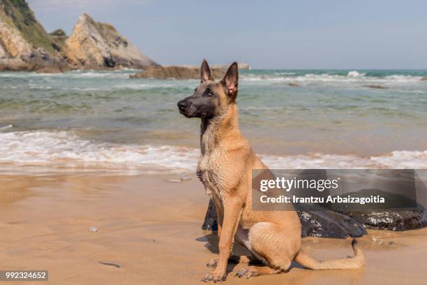 belgian malinois dog in the beach, sunny day - dogge stock-fotos und bilder