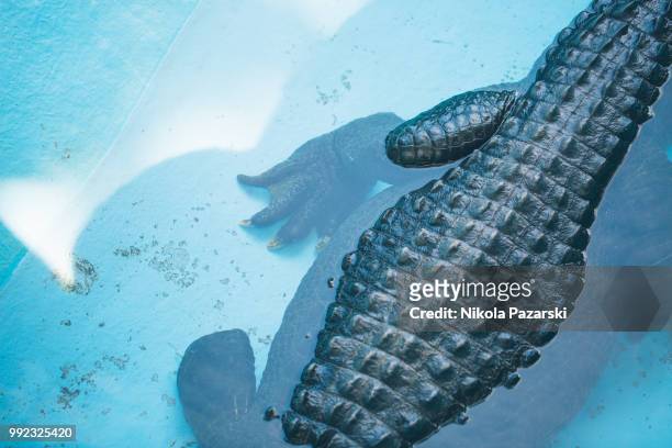 crocodile in the pool - alligator sinensis stock pictures, royalty-free photos & images