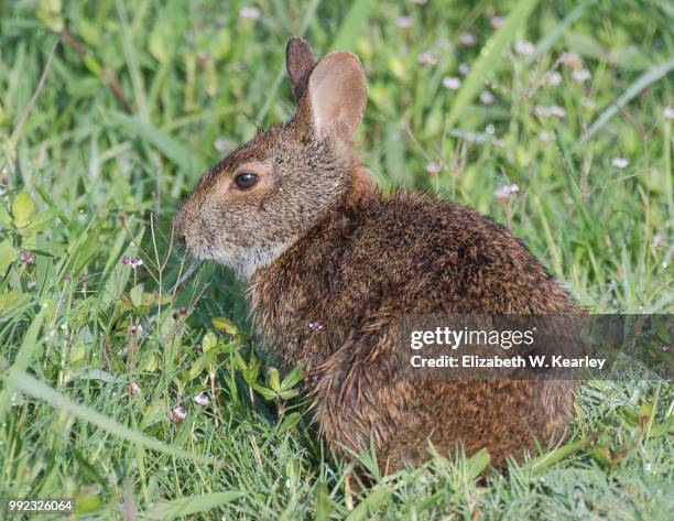 162 Marsh Rabbit Stock Photos, High-Res Pictures, and Images - Getty Images