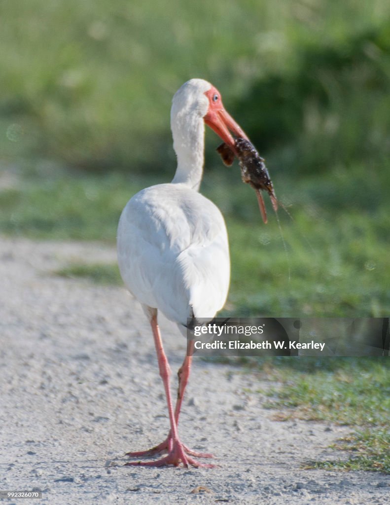 White Ibis Walking with Crawfish in its Mouth
