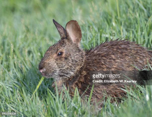 marsh rabbit - cottontail stock pictures, royalty-free photos & images