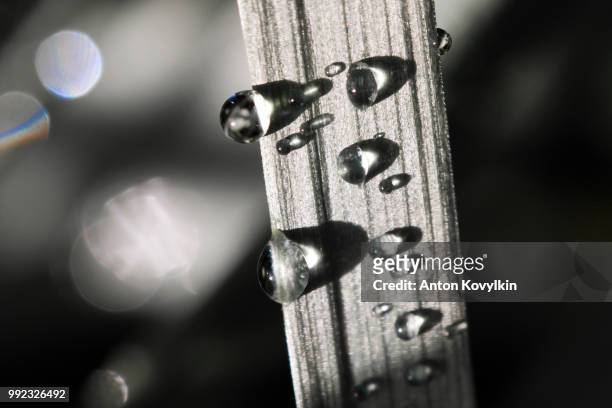 drops on grass blade - tuning peg stock pictures, royalty-free photos & images