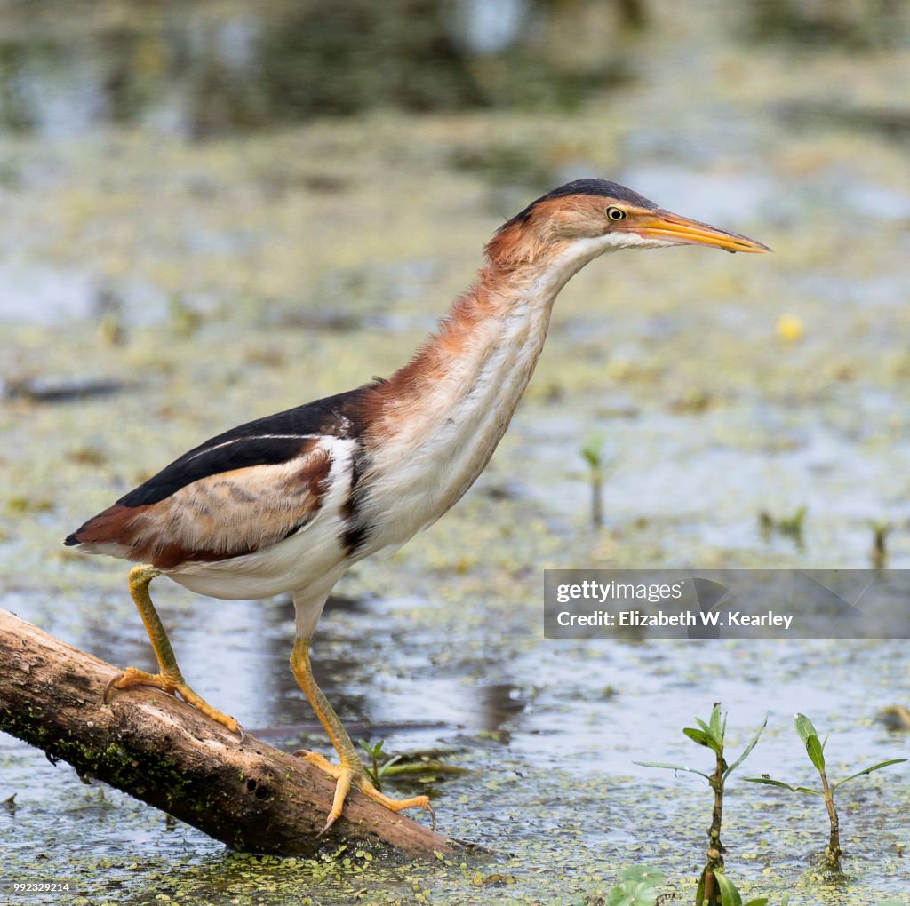 Least Bittern