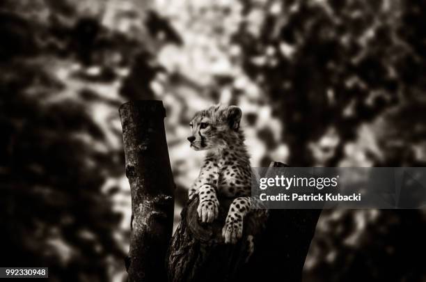little cheetah bored in b&w - kubacki stock pictures, royalty-free photos & images