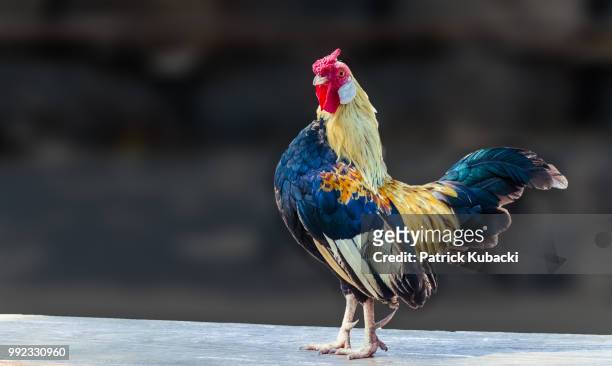 a rooster in all its glory - kubacki stock pictures, royalty-free photos & images