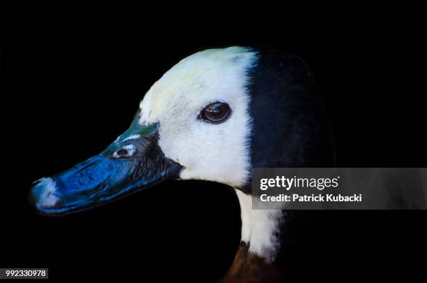 white-faced duck - witwenpfeifgans - kubacki stock pictures, royalty-free photos & images