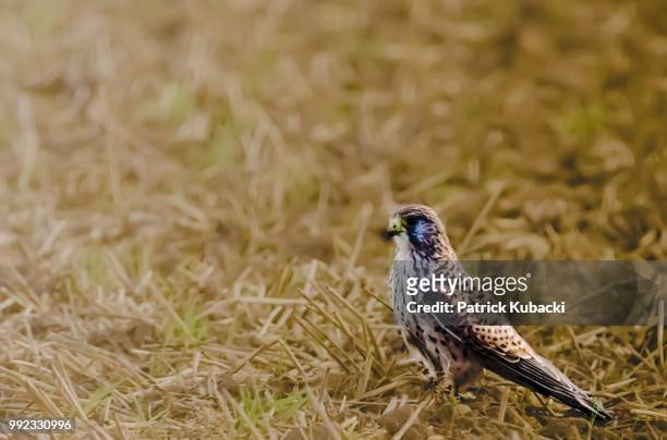 the falcon on the field - kubacki stock pictures, royalty-free photos & images