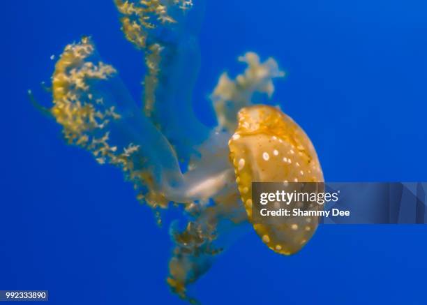 white spotted jellyfish - papuan jellyfish stock pictures, royalty-free photos & images