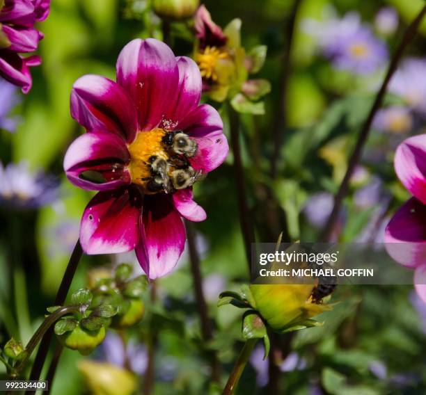 bees, bees, bees... - goffin stock-fotos und bilder