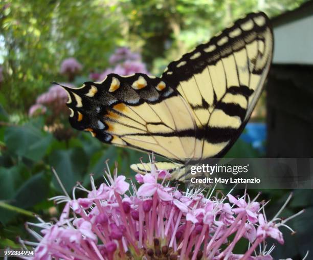 tiger swallowtail on clerodendrum almost perfect - eastern tiger swallowtail stock pictures, royalty-free photos & images