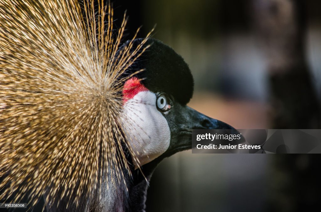 Black Crowned-crane - Grou Coroado