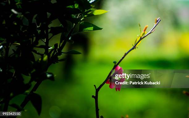 pink blossoms - kubacki stock pictures, royalty-free photos & images