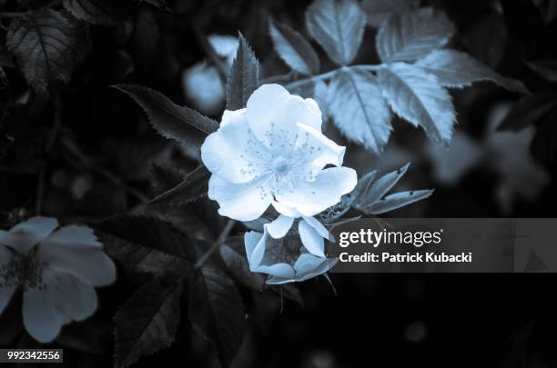 blossoms in the moonlight - kubacki stock pictures, royalty-free photos & images