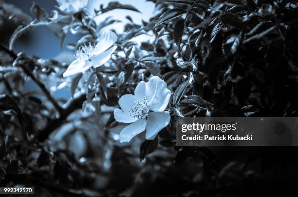 moonlight and flowers - kubacki stock pictures, royalty-free photos & images