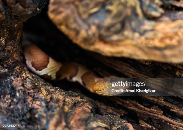 copperhead snake, agkistrodon contortrix, - herpetology stock pictures, royalty-free photos & images