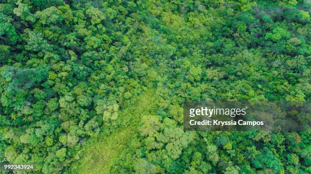 rainforest top texture - costa rica aerial stock pictures, royalty-free photos & images