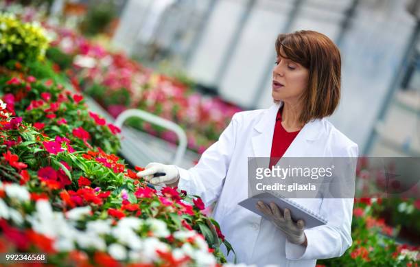 greenhouse flower shop - gilaxia stock pictures, royalty-free photos & images
