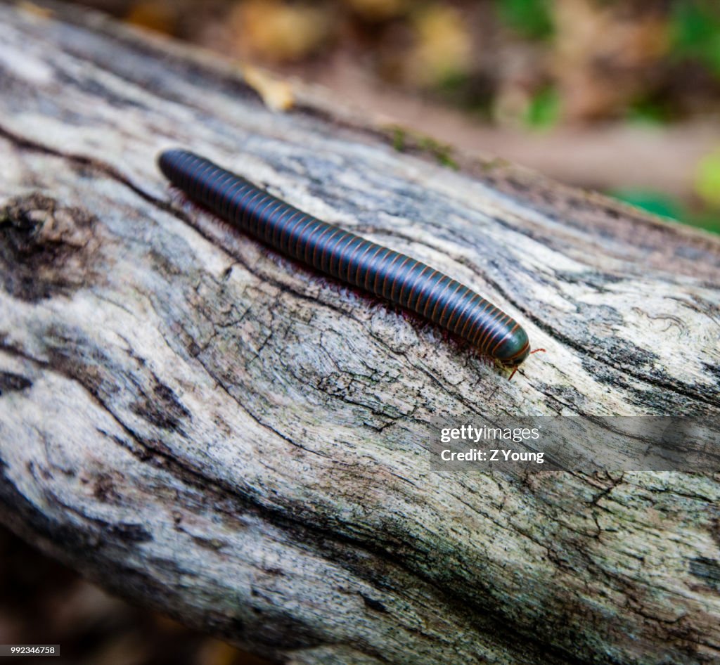 Humungous Bug Huge Bug High-Res Stock Photo - Getty Images