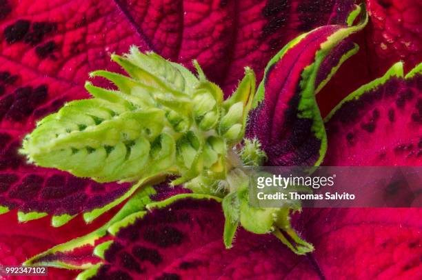 coleus blooming - coleus stock pictures, royalty-free photos & images