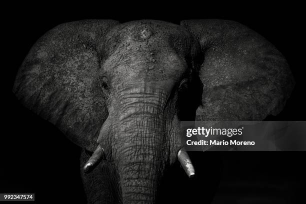 an african elephant in chobe national park, botswana. - elephant on black stock pictures, royalty-free photos & images