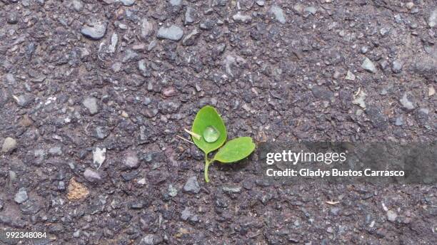 al sur del mundo, naturaleza presente - naturaleza - fotografias e filmes do acervo