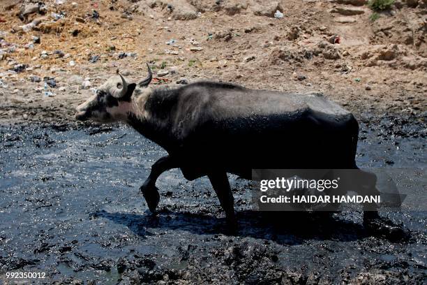 This picture shows buffalos in an empty riverbed in Umm Abbasiyat, some 60 kilometers east of Najaf, on July 5, 2018. - Beyond this year's dramatic...