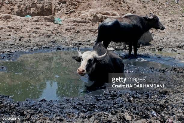 This picture shows buffalos in an empty riverbed in Umm Abbasiyat, some 60 kilometers east of Najaf, on July 5, 2018. - Beyond this year's dramatic...