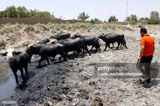 This picture shows buffalos in an empty riverbed in Umm Abbasiyat, some 60 kilometers east of Najaf, on July 5, 2018. - Beyond this year's dramatic...