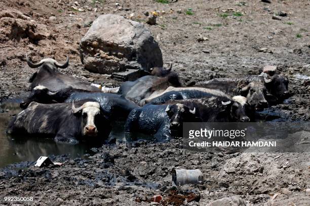 This picture shows buffalos in an empty riverbed in Umm Abbasiyat, some 60 kilometers east of Najaf, on July 5, 2018. - Beyond this year's dramatic...