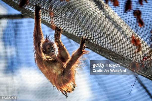 the animals of prague zoo - prague zoo stock pictures, royalty-free photos & images