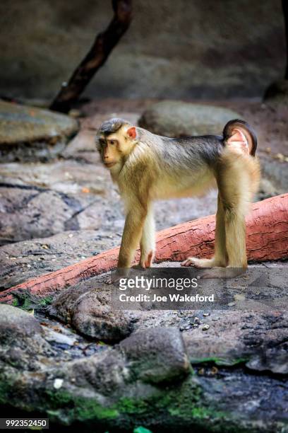 the animals of prague zoo - prague zoo stock pictures, royalty-free photos & images