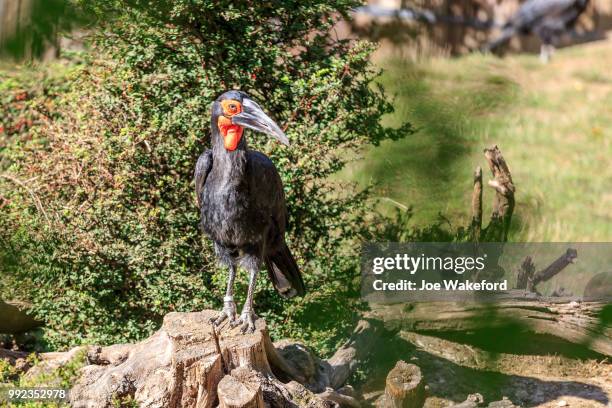 the animals of prague zoo - prague zoo stock pictures, royalty-free photos & images