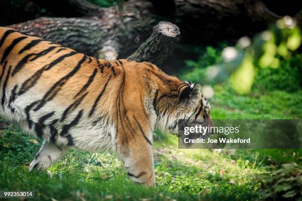 the animals of prague zoo - prague zoo stock pictures, royalty-free photos & images