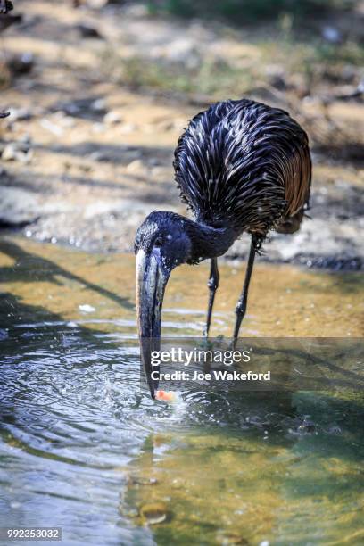 the animals of prague zoo - prague zoo stock pictures, royalty-free photos & images