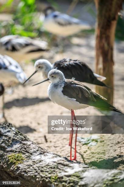 the animals of prague zoo - prague zoo stock pictures, royalty-free photos & images