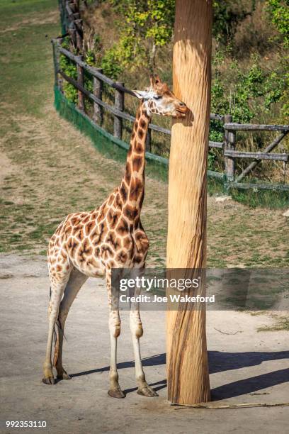 the animals of prague zoo - prague zoo stock pictures, royalty-free photos & images