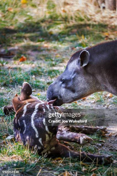 the animals of prague zoo - prague zoo stock pictures, royalty-free photos & images