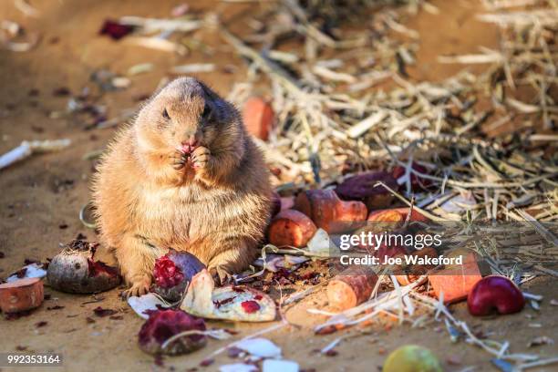 the animals of prague zoo - prague zoo stock pictures, royalty-free photos & images