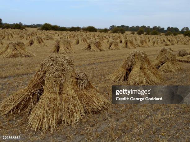 Stook Definition Stooks Photos and Premium High Res Pictures - Getty Images