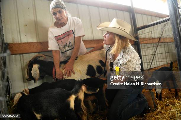 Veterinarian Dr. Romy Nicoletta, right, checks on Button a female Nubian goat with her owner Karen Bayci at the Huerfano County Fairgrounds during...