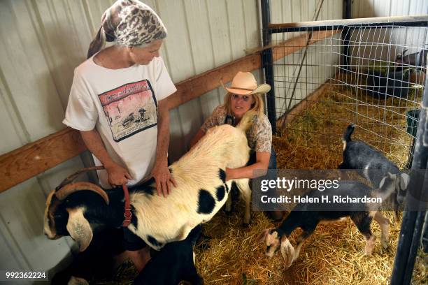 Veterinarian Dr. Romy Nicoletta, right, checks on Button a female Nubian goat with her owner Karen Bayci at the Huerfano County Fairgrounds during...