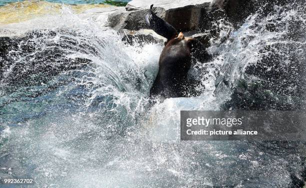 July 2018, Germany, Bremerhaven: "Sailor" the sea lion jumps into the cool water after feeding at the "Zoo am Meer". Photo: Carmen Jaspersen/dpa