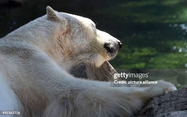 July 2018, Germany, Bremerhaven: "Lloyd" the polar bear has a snooze in his pool at the "Zoo am Meer". Photo: Carmen Jaspersen/dpa