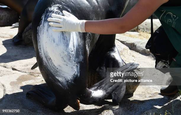 July 2018, Germany, Bremerhaven: Natalie Franken, a carer at the "Zoo am Meer", applies sun cream to "Babbi" the sea lion . The 150-kilo sea lion...