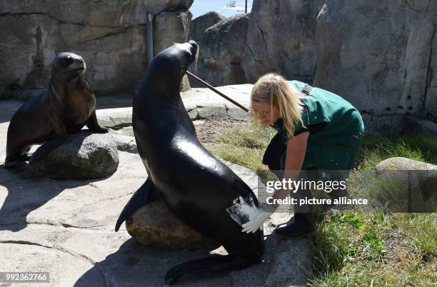 July 2018, Germany, Bremerhaven: Natalie Franken, a carer at the "Zoo am Meer", applies sun cream to "Babbi" the sea lion . The 150-kilo sea lion...