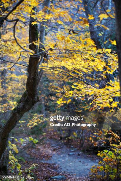 yellow fall - ao stock pictures, royalty-free photos & images