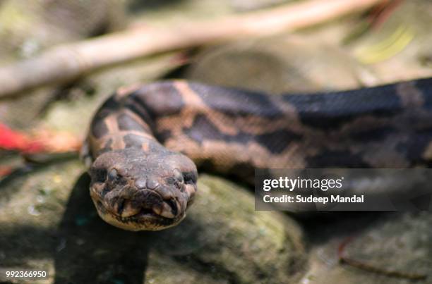 indian python - indian python imagens e fotografias de stock