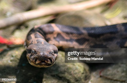 Indian Python Indian Python