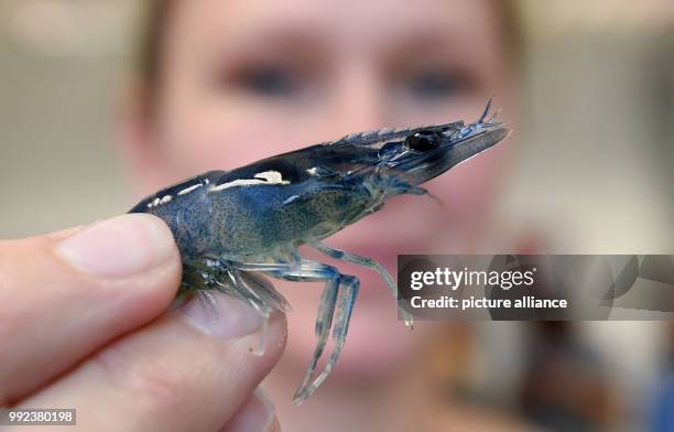 Biologist Monika Weiss holds a shrimp in her hand at the Alfred Wegener Institut in Bremerhaven, Germany, 20 September 2017. At the AWI it is being...